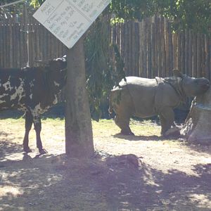 Baby Indian rhino and Ankole calf