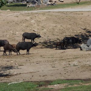 Cape buffalo
