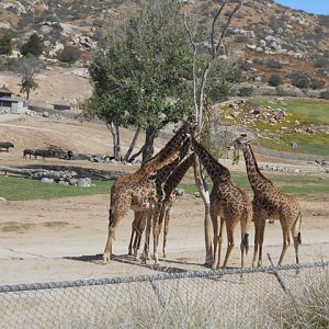 Masai giraffes and Cape buffalo