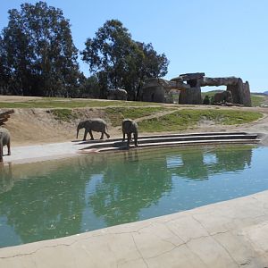 African elephant youngsters