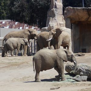 African elephant herd