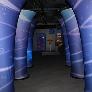 Sea Monsters Revealed - Temporary Gallery