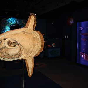 Sea Monsters Revealed - Temporary Gallery