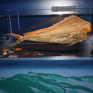 Sea Monsters Revealed - Temporary Gallery