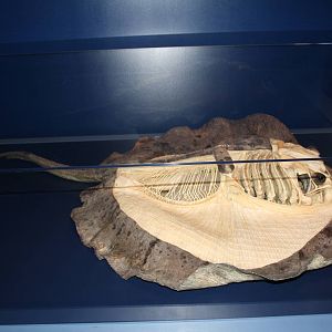 Sea Monsters Revealed - Temporary Gallery