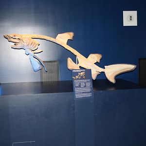 Sea Monsters Revealed - Temporary Gallery