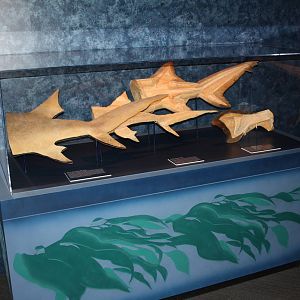 Sea Monsters Revealed - Temporary Gallery