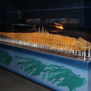 Sea Monsters Revealed - Temporary Gallery