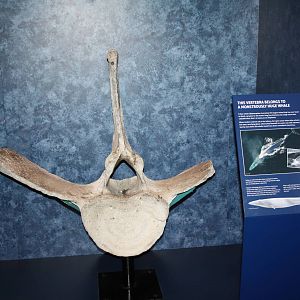 Sea Monsters Revealed - Temporary Gallery