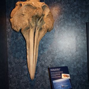 Sea Monsters Revealed - Temporary Gallery