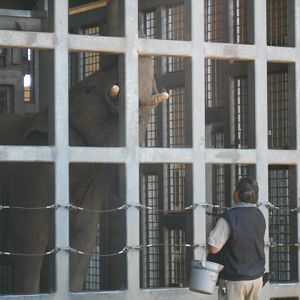Elephant care demonstration