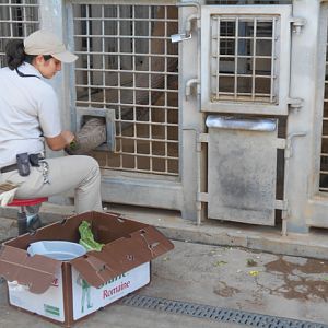 Elephant care demonstration