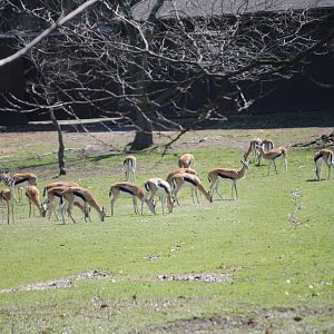 Thomson's Gazelles