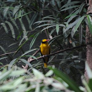Black-Naped Oriole