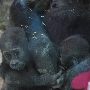 Western Lowland Gorillas