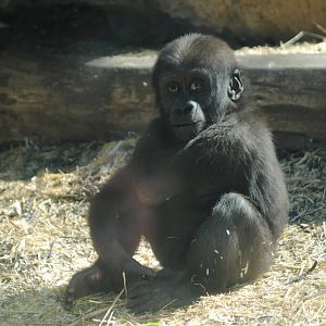 Baby Western Lowland Gorilla