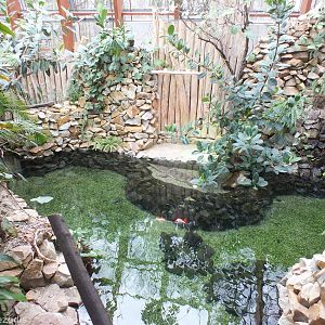 Slender Snouted Crocodile Exhibit - Tanganyika