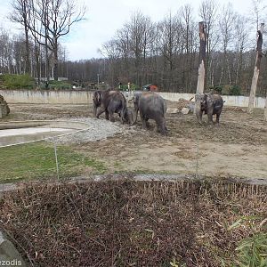 Part of Outdoor Paddock for Elephants