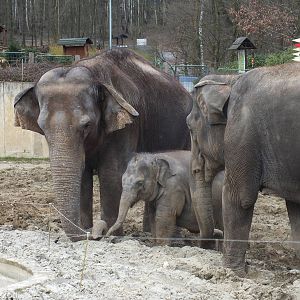 Asian Elephants with Youngster