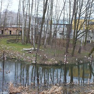 Enclosure for Diana Monkeys