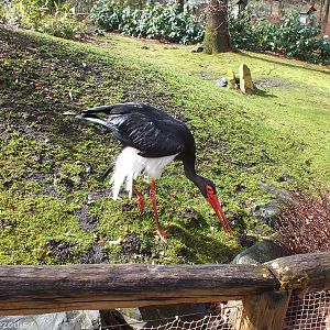 Black Stork