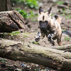 African Wild Dog pups
