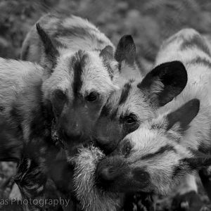 African Wild Dog pups