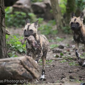 African Wild Dog pups