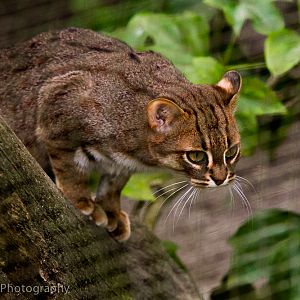 Rusty Spotted Cat
