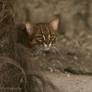 Rusty Spotted Cat