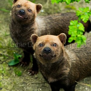 Bush Dogs