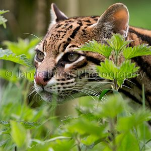 Ocelot