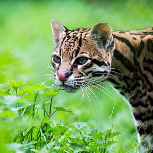 Ocelot