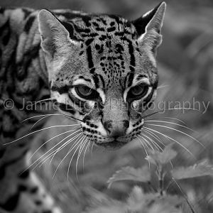 Ocelot