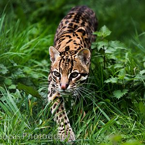 Ocelot