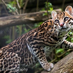 Ocelot