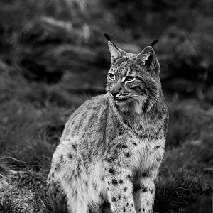 Carpathian Lynx