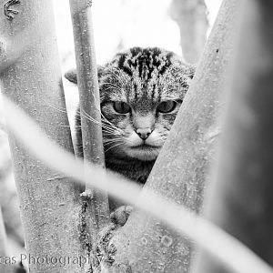 Off-show Scottish Wild Cat