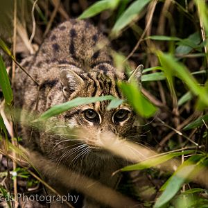 Off-show Female Fishing Cat
