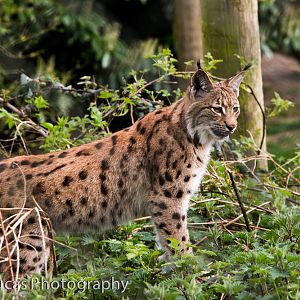 Carpathian Lynx