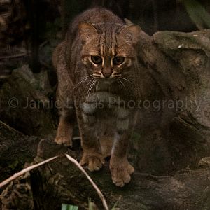 Rusty Spotted Cat