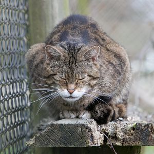 Scottish Wild Cat