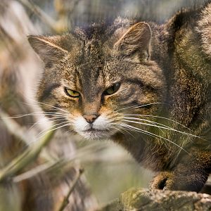 Scottish Wild Cat