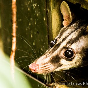 Owston's banded palm civet