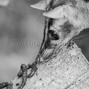 Owston's banded palm civet