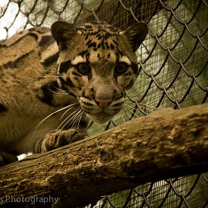 Off-show Young Male Clouded Leopard