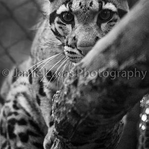 Off-show Young Male Clouded Leopard