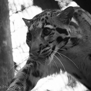 Off-show Young Male Clouded Leopard