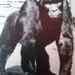 Eastern lowland - Mountain gorilla ?