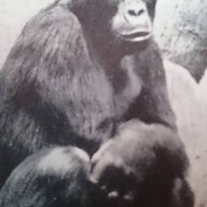 Eastern lowland - Mountain gorilla ?